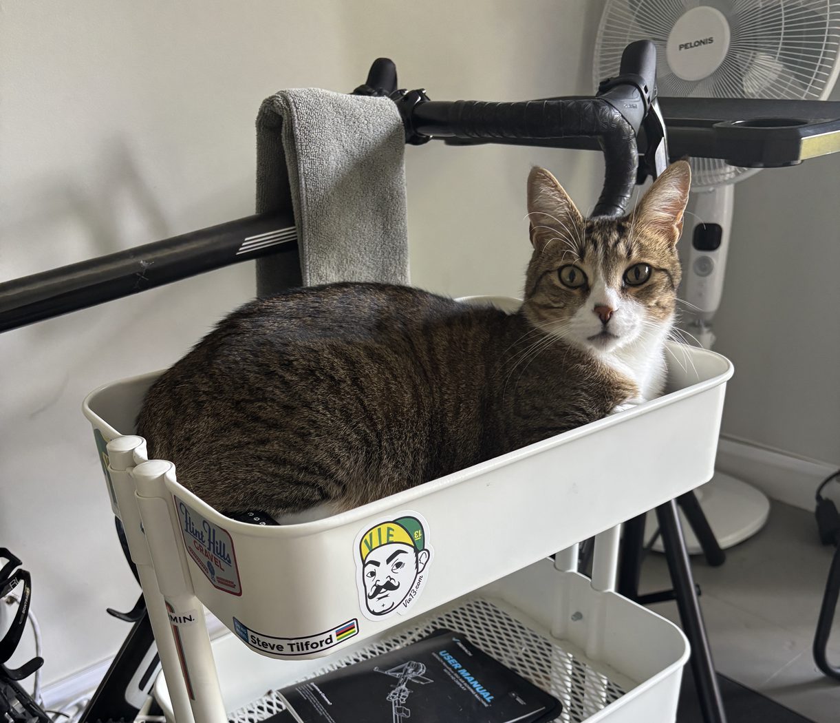 Swayze the cat resting in a trainer desk beside a road bike